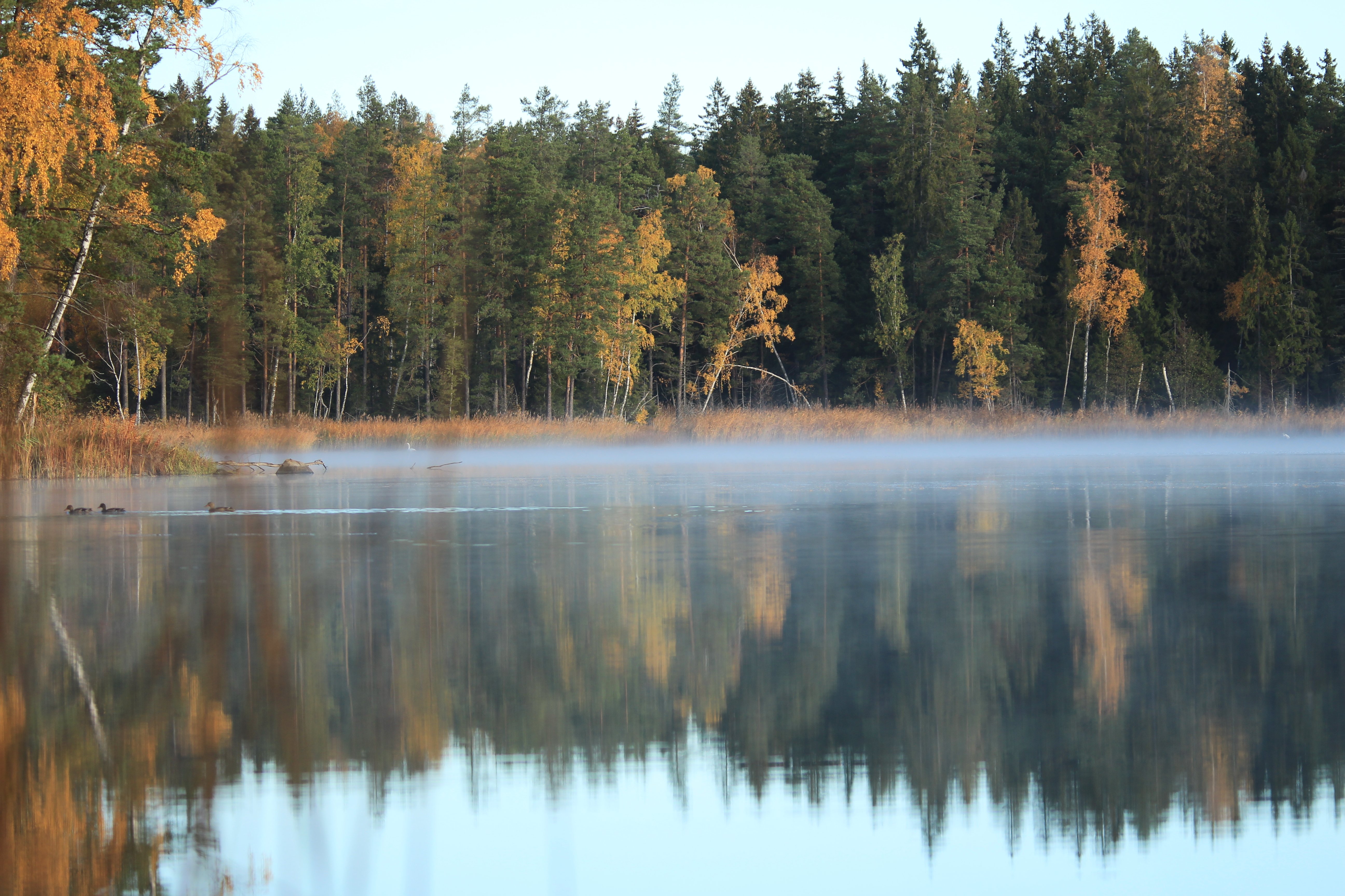 Älvorna dansar över Långsjön på hösten.