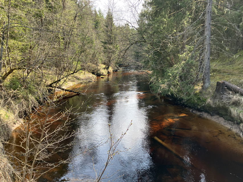 Svartån med dess humusfärgade vatten.