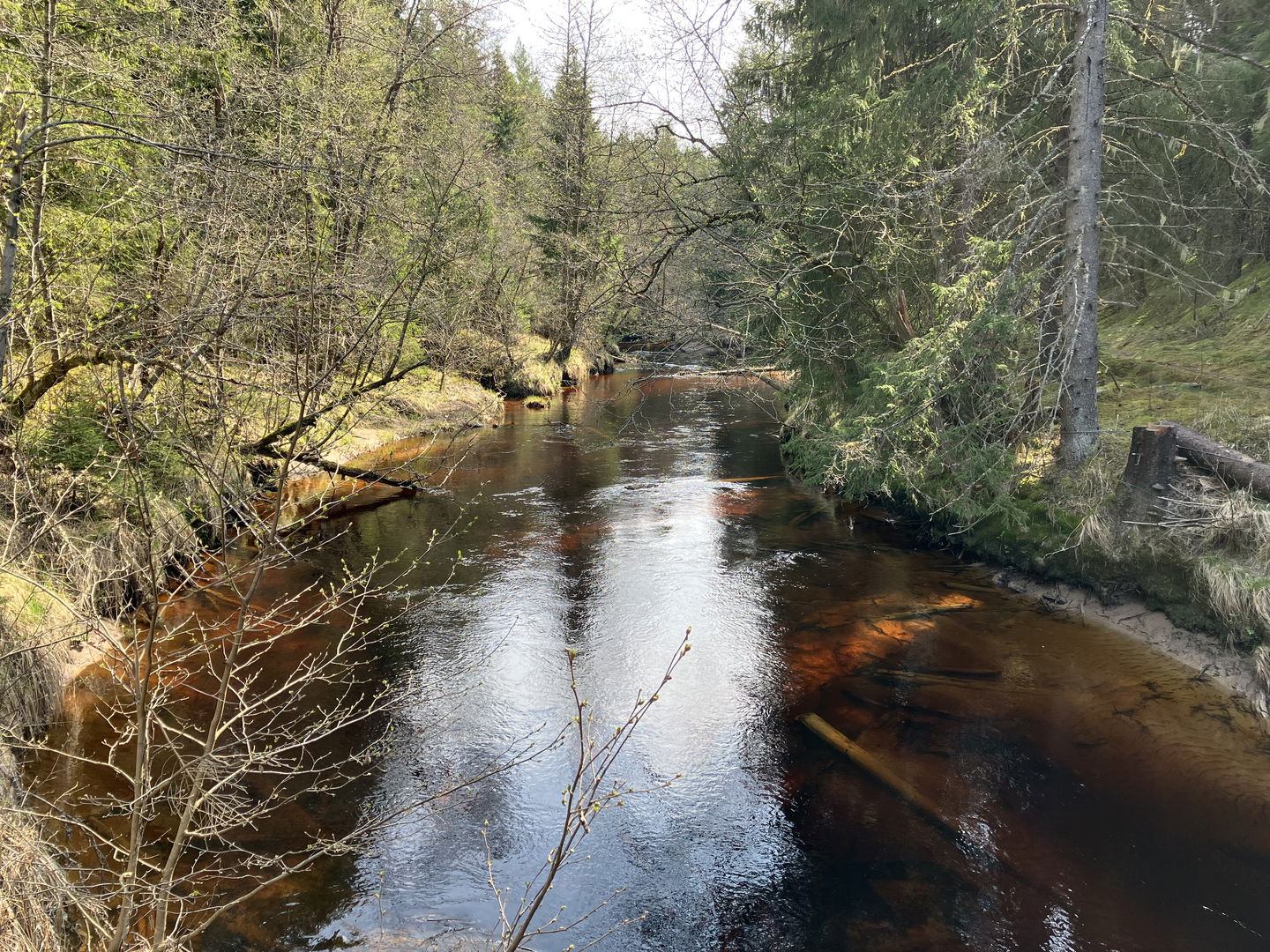 Svartån med dess humusfärgade vatten.