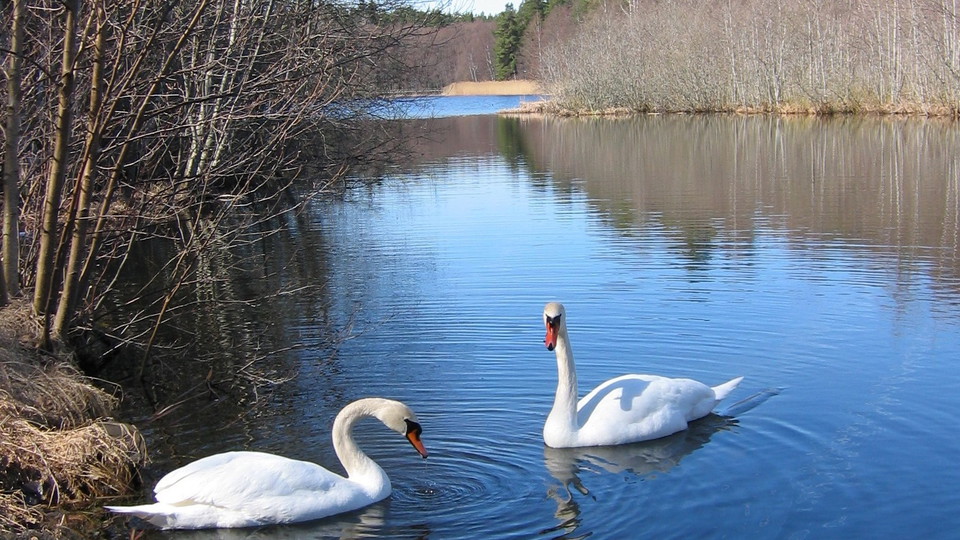 Knölsvanar i östra viken. Foto Lidingö stad