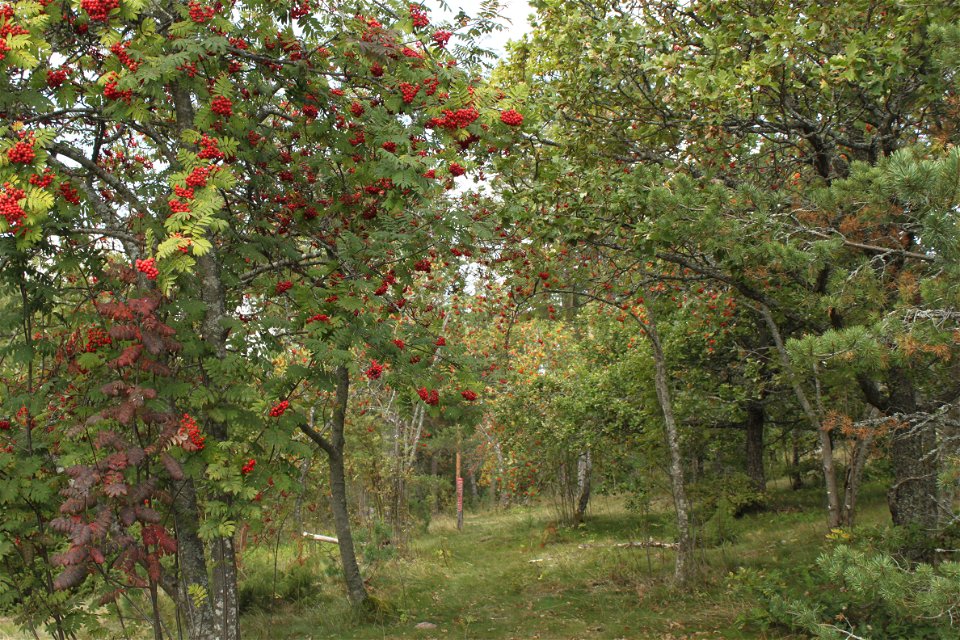 En ojämn stig genom en skogen med många träd. Många klasar av röda rönnbär hänger på rönnarna.
