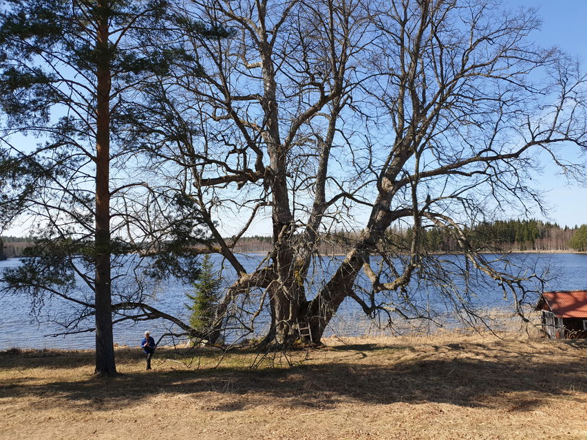 Vårdträdet Linden