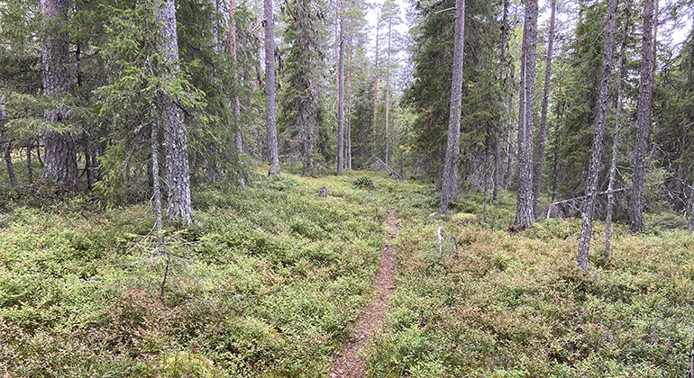 Svallmyrberget.
