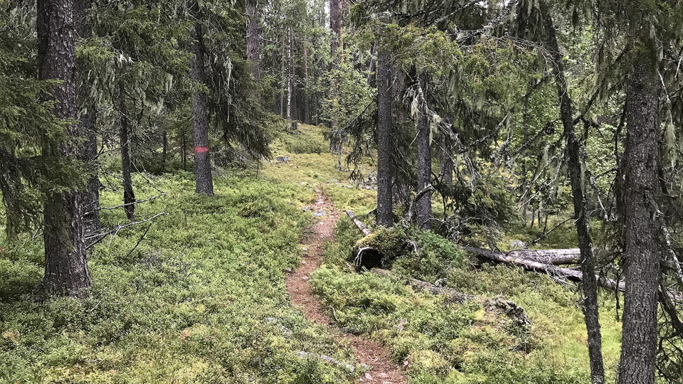 Foto på en stig genom en barrskog.