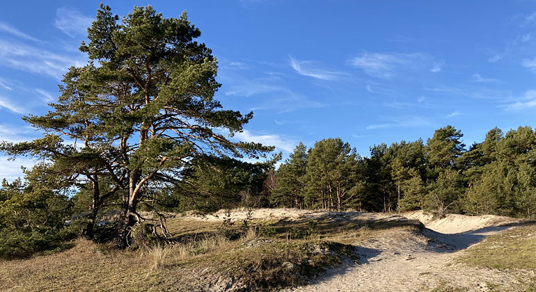 Tallarna trivs i de sandiga markerna.