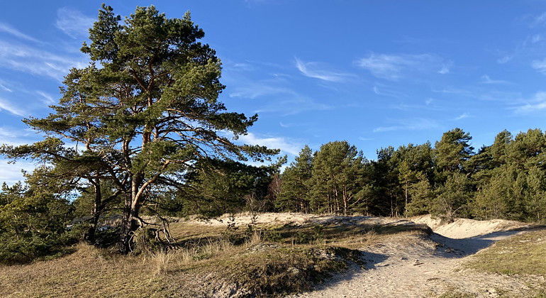 Tallarna trivs i de sandiga markerna.