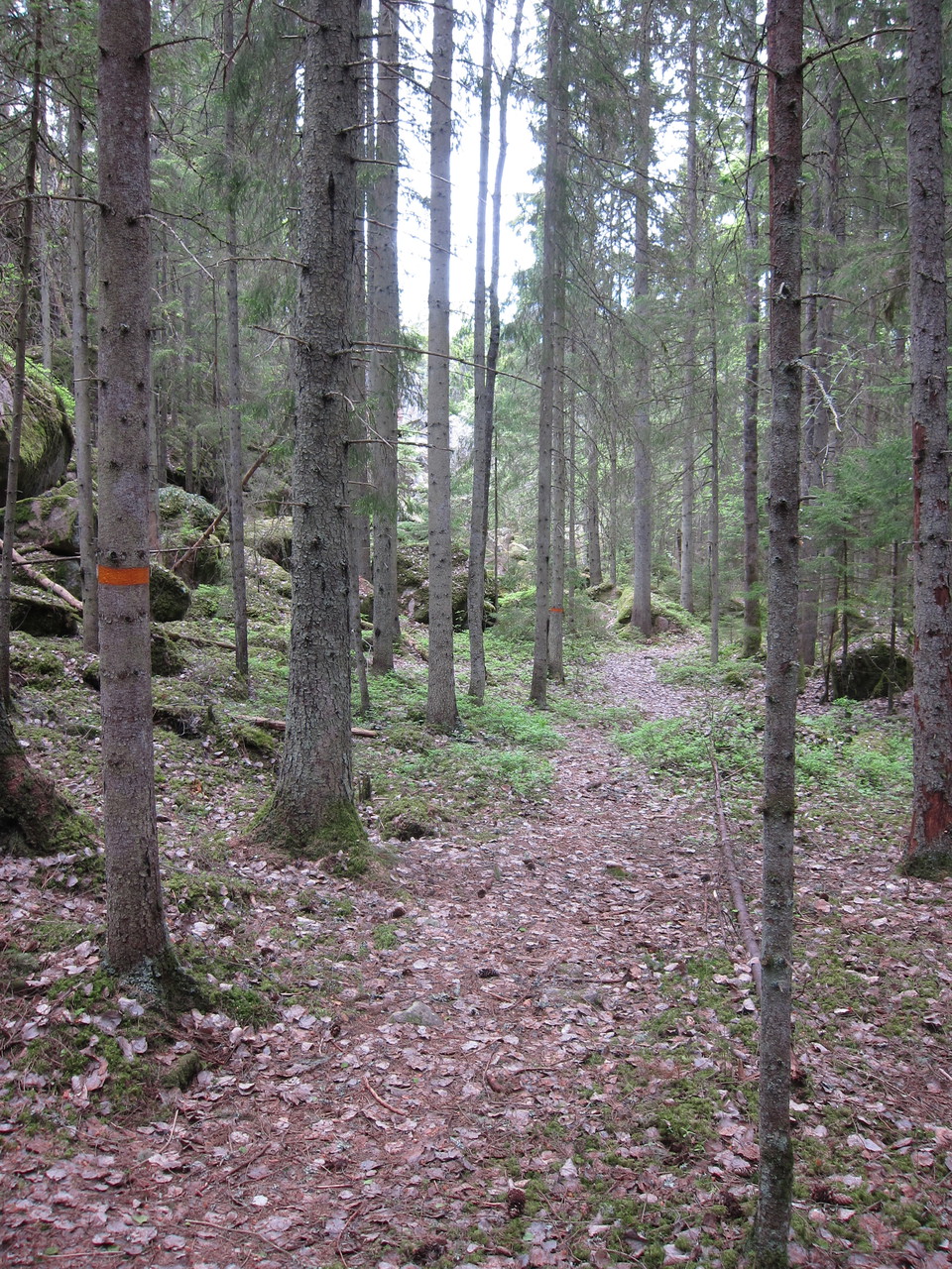 Träd med orange markering för att visa vägen.