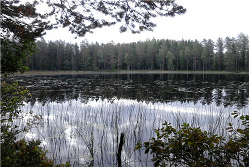 Björktjärnen