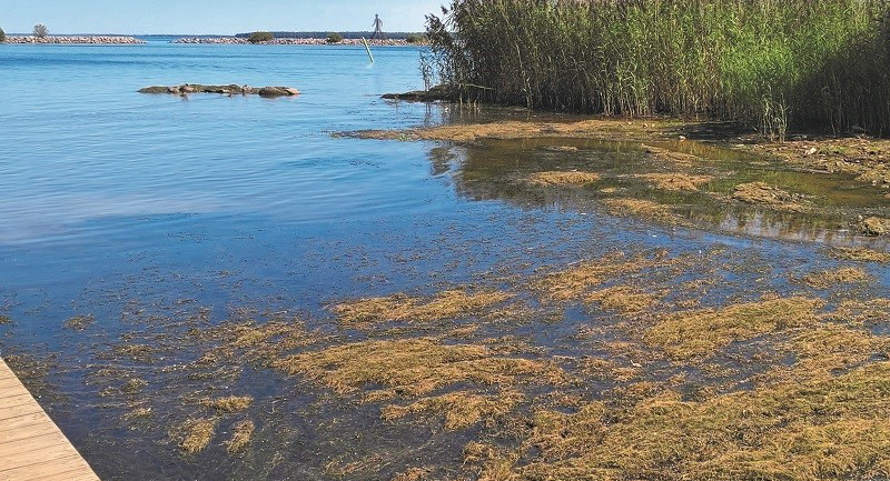 Smal vattenpest vid Strandbadet i Boren.