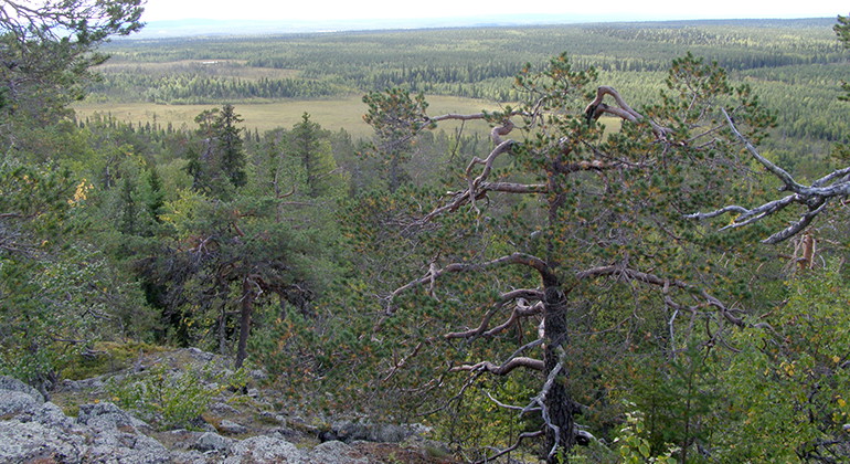 Suorsapakka.