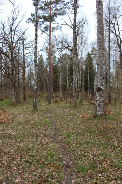 En smal stig genom gles skogsdunge med flera höga träd.