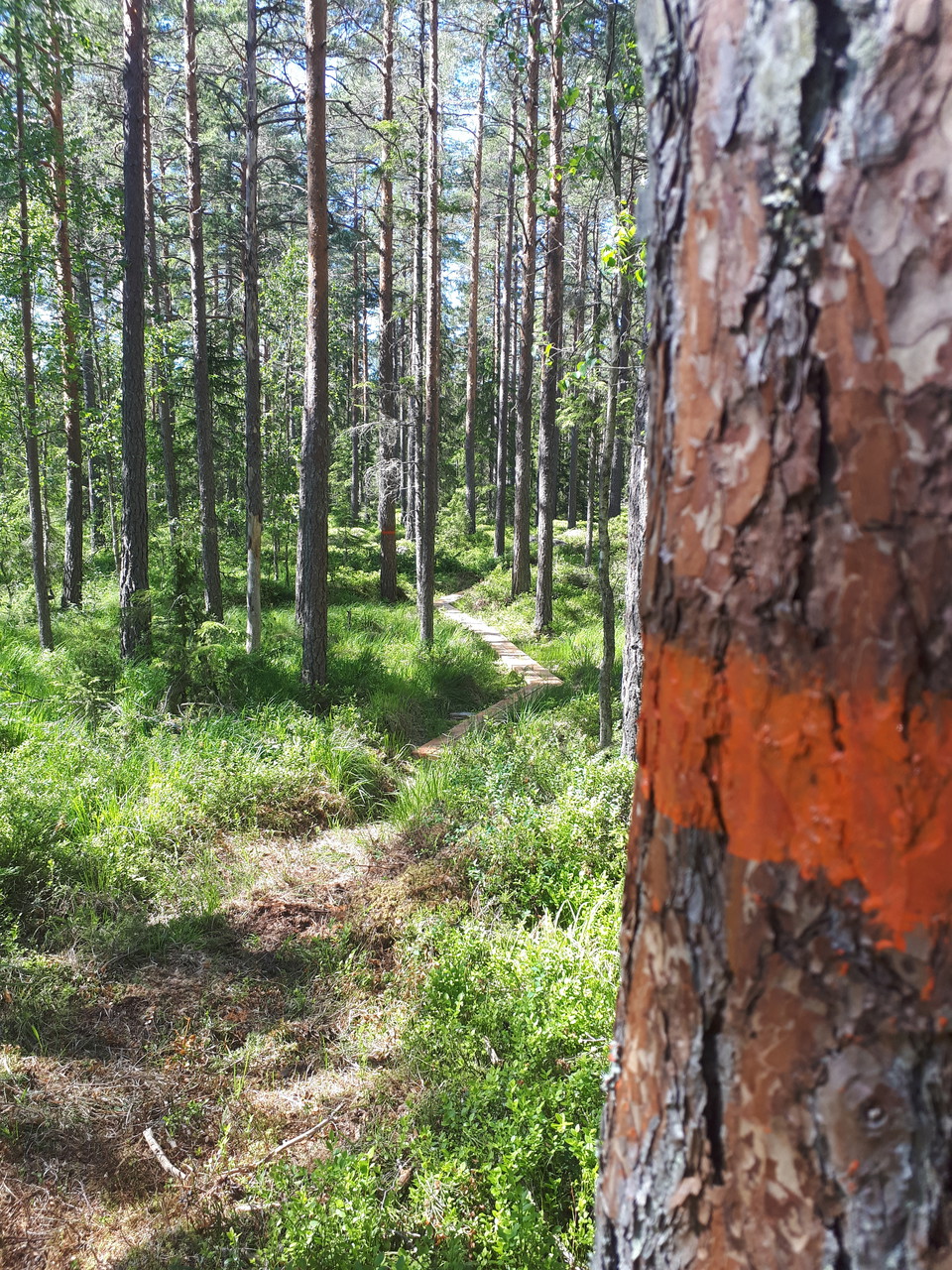 Naturliga skogstigar