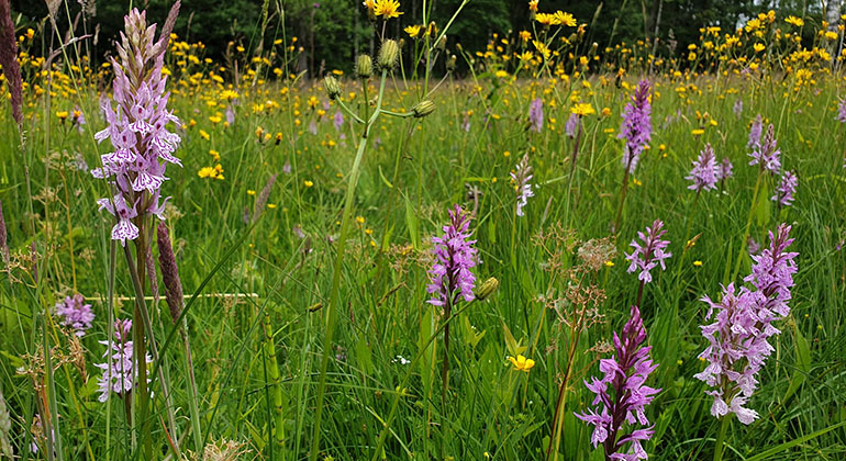 I naturreservatet Ekered växer  Jungfru Marie nycklar, en av våra vanligaste orkidéer. Den har vackra lila blommor.
