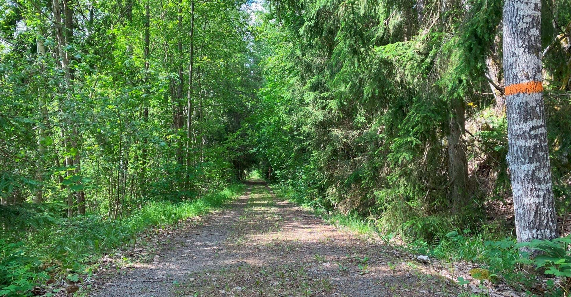 Fallingebergssjön rundslinga. Skogsväg, grön korridor, ledmarkering på träd.