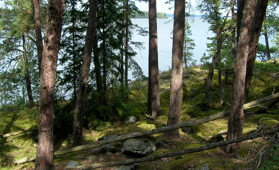 Brant sluttning med liggande döda trädstammar, träd och större stenar.