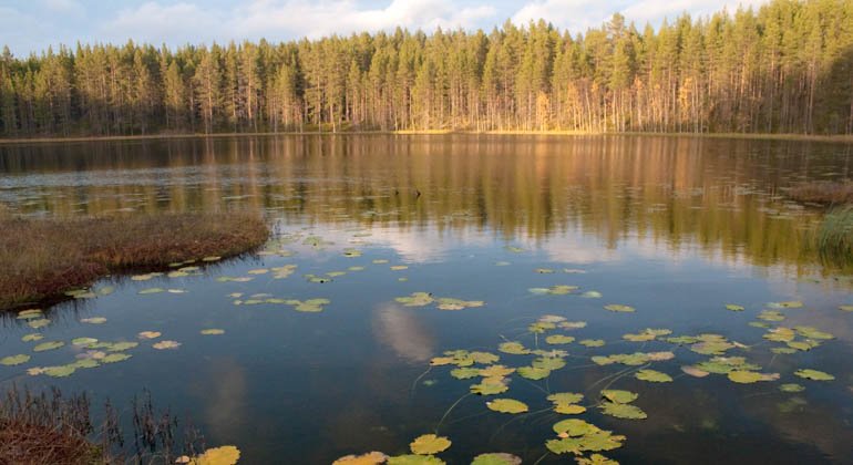 Långvattnets naturreservat.