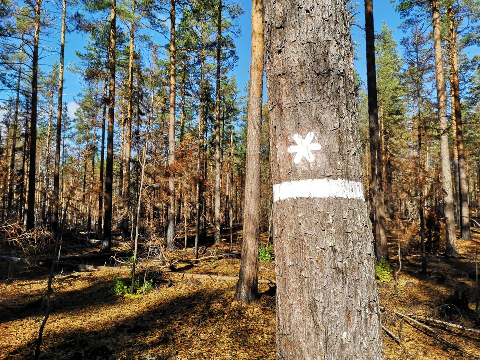 Naturvårdsåtgärd i naturreservatet