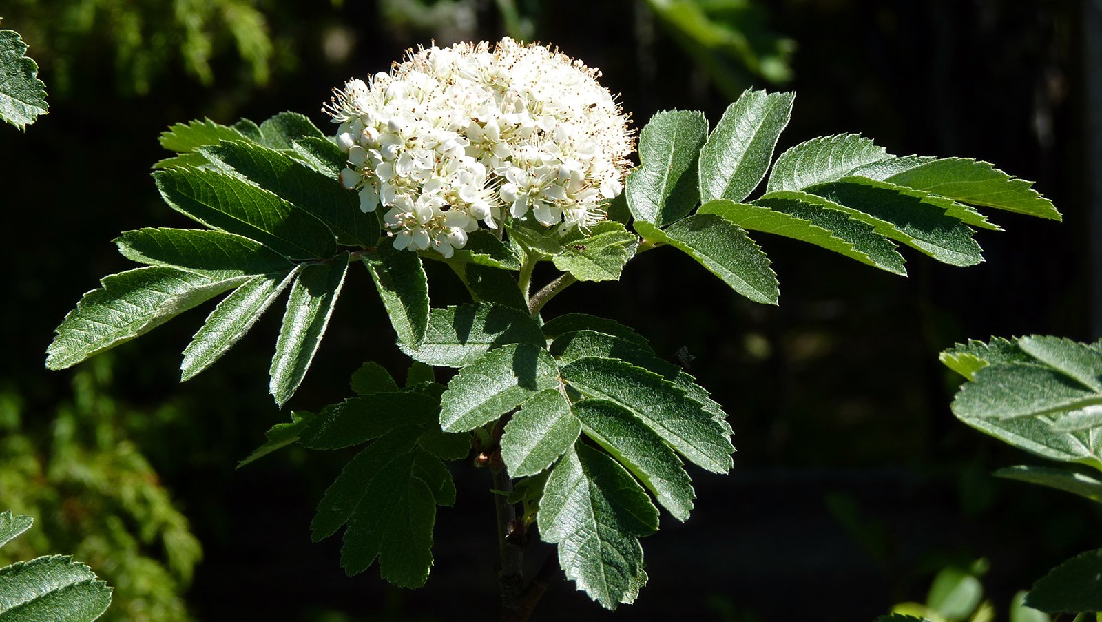 Fragrant Elderflower in Häverö prästäng.