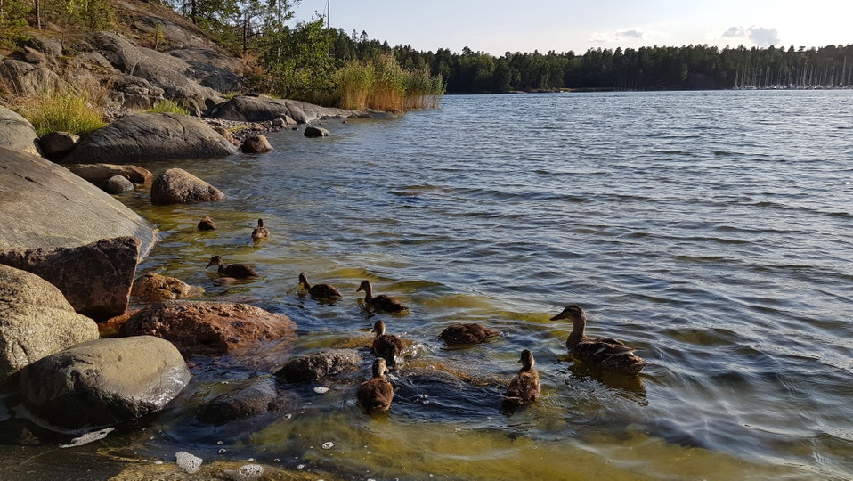 Gräsand med ungar. Foto Lidingö stad