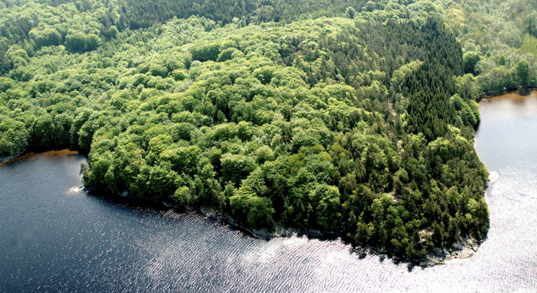 vy ovanifrån med träd som går ut som en udde i vattnet.