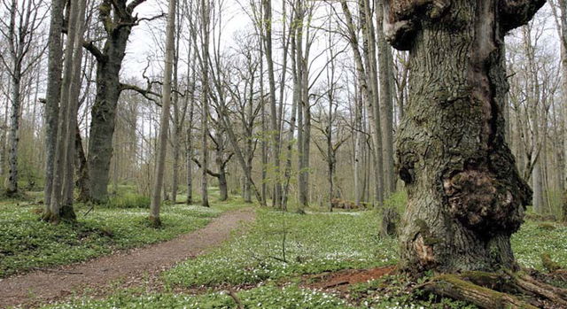 Trystorps ekäng, Naturreservat