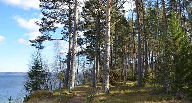 Helen Bjurulf