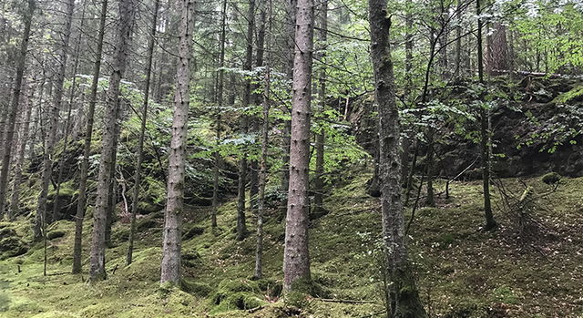 Tofta, Naturreservat