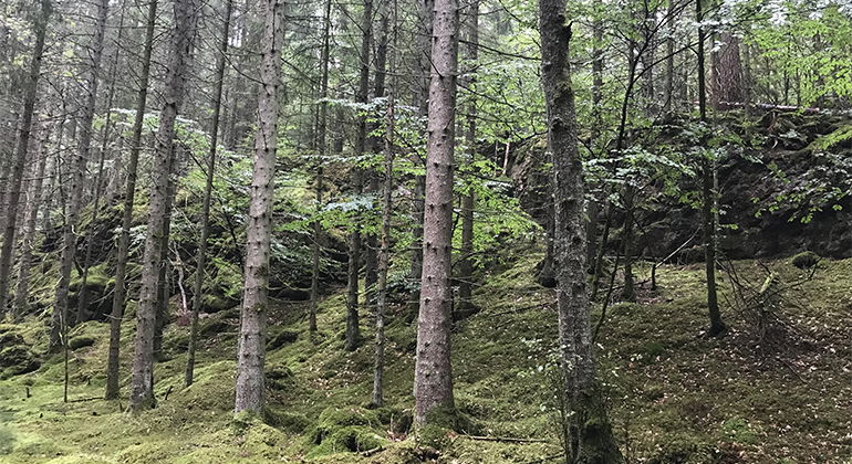 Skog i kuperad terräng.