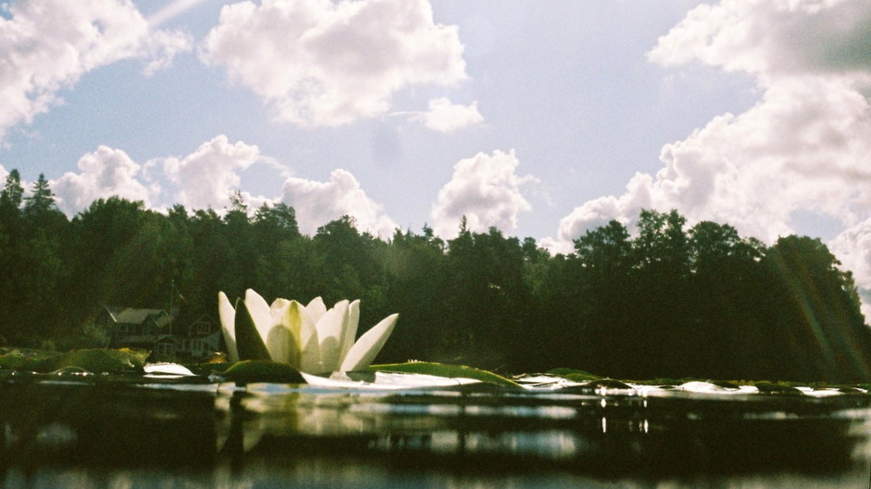 Vit näckros i Stockbysjön. Foto Lidingö stad