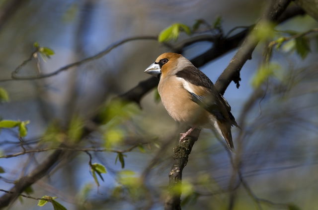 Reträtten naturreservat