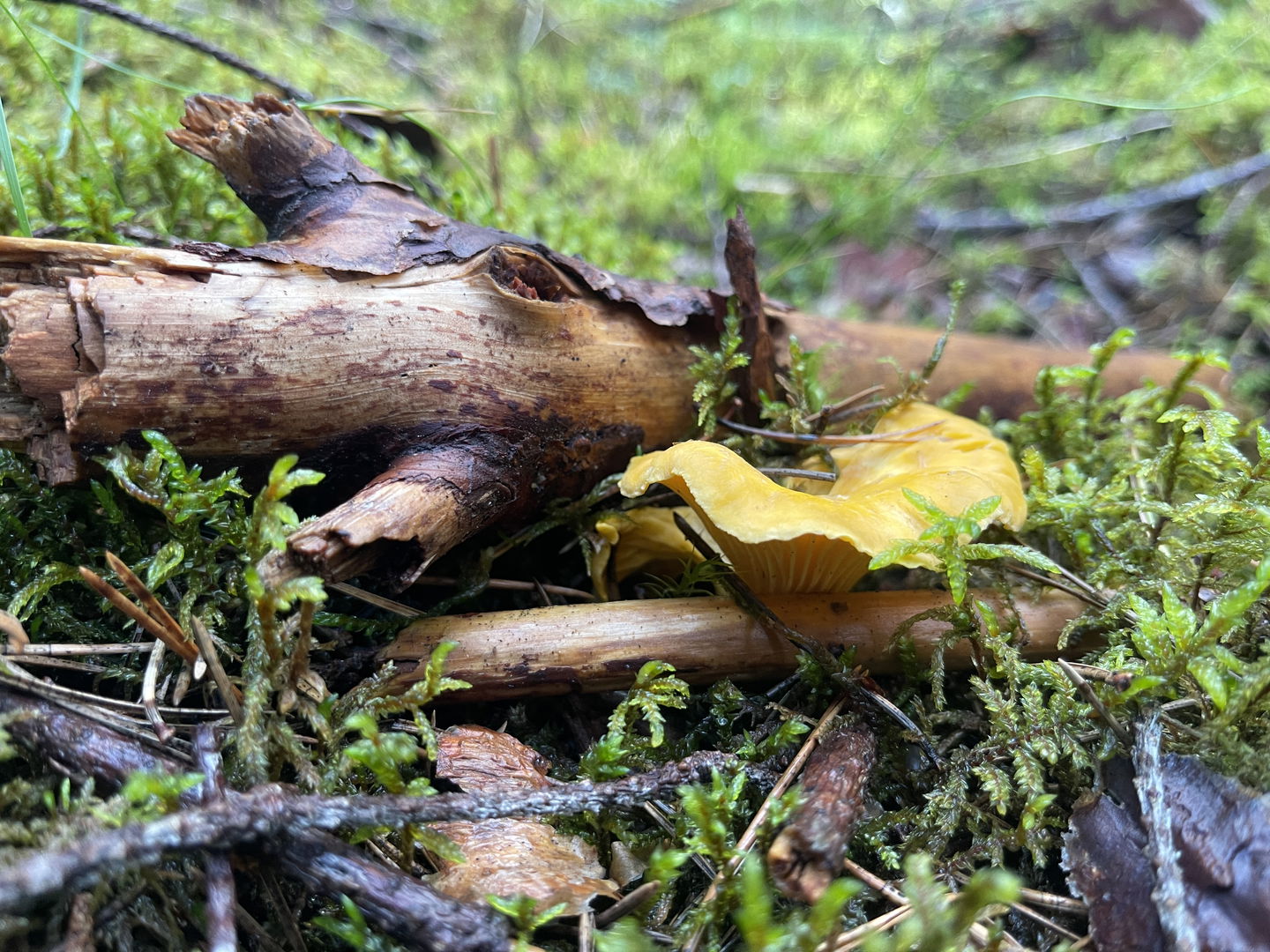 En gul kantarell växer bredvis en död gren på marken.