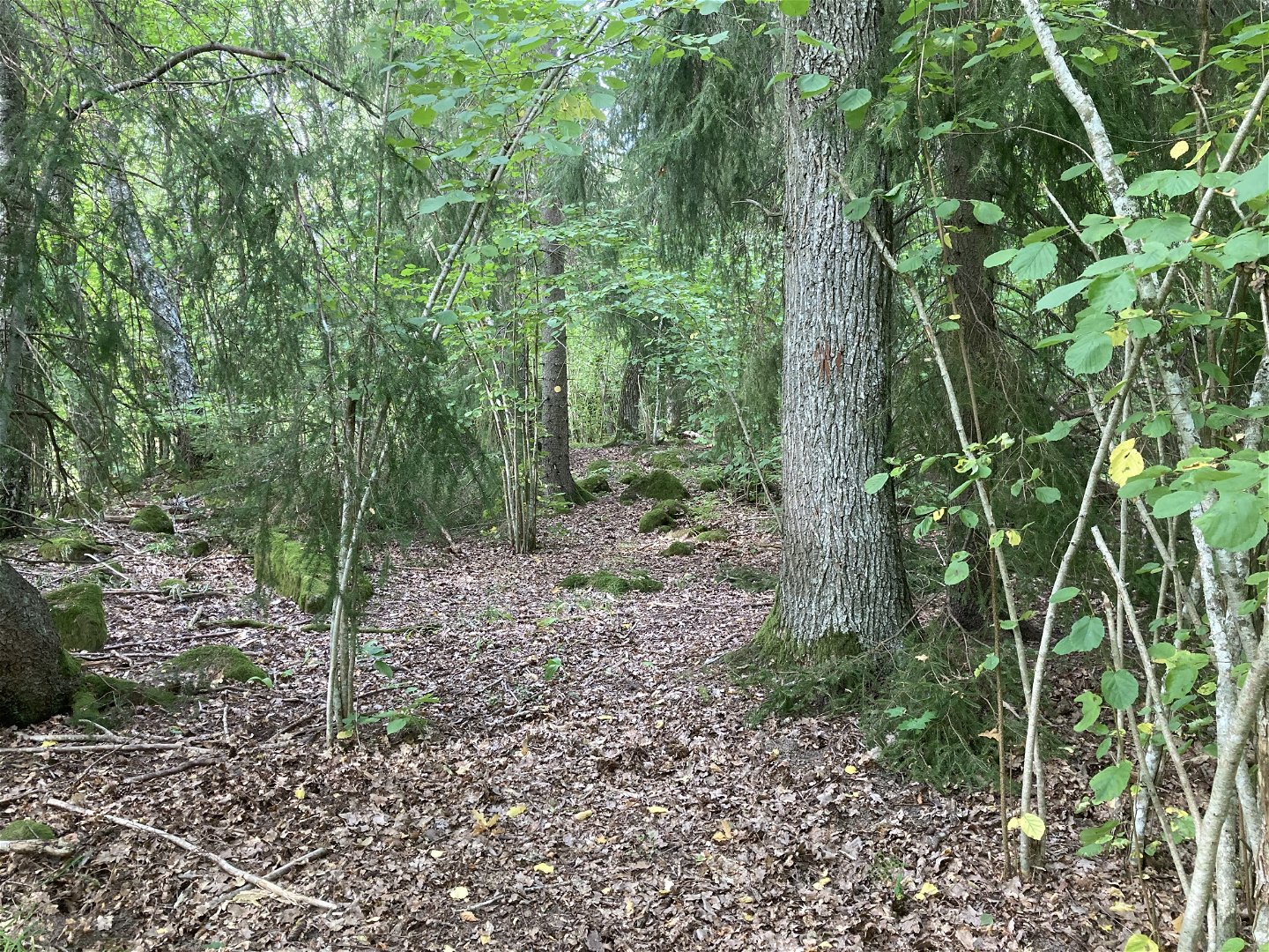 En gles skog med bruna löv på marken. Grangrenar hänger in från sidorna, i mitten står en ek och här var växer ung hassel. 