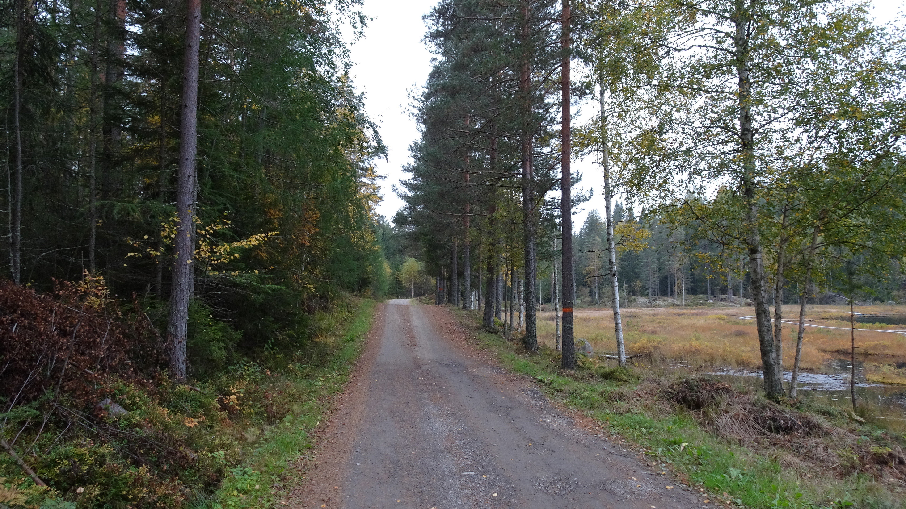 Grusväg på väg in mot St Abborrtjärn