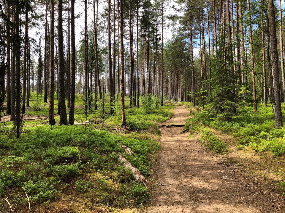 Brattforsleden går bland annat genom naturreservatet Kittelfältet. Här kan man se hur skogen ser ut efter en brand. 
