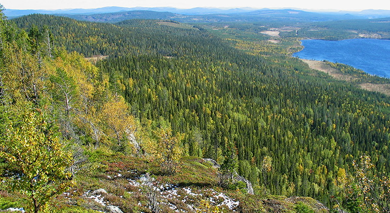 Utsikt från Harrejaureliden.