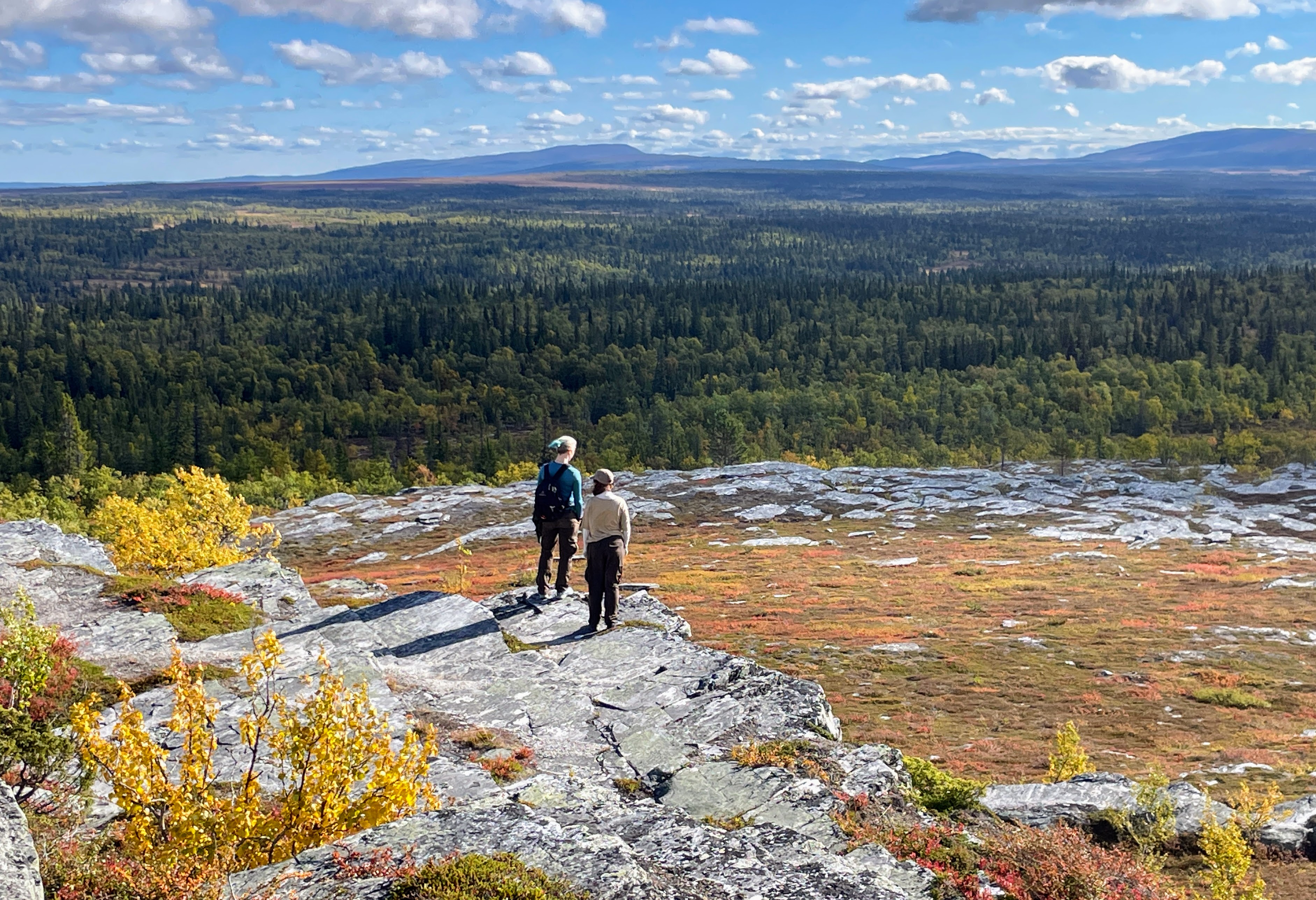 Vår svenska fjällskog är helt unik. Den står inte bara för en betydande del av Europas ekosystem, de…