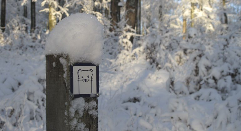 Hermelin skylt i reservatet som beskriver att det finns en led att följa. Bilden är tagen en kall vinterdag då snön ligger kvar på marken och över skylten. 