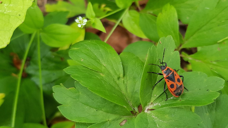 Eldlus i Larsberg. Foto Lidingö stad