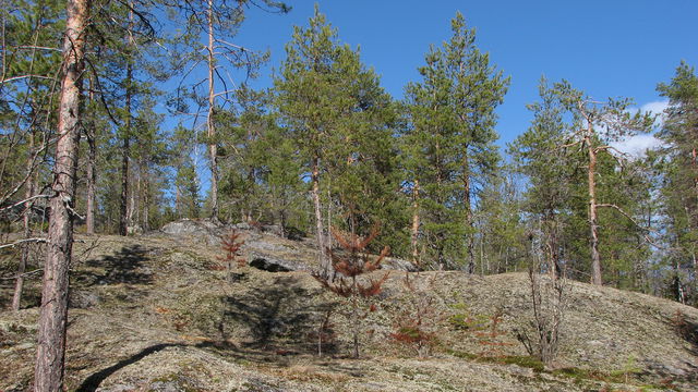 Bergträsket