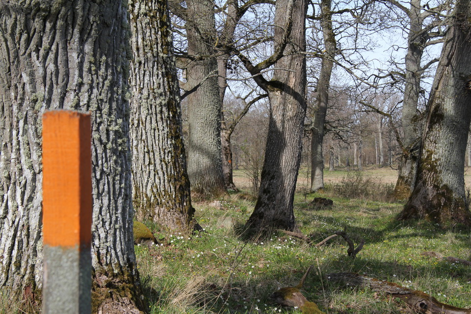 Stolpe med orangemarkering bland stora, grova gamla träd.
