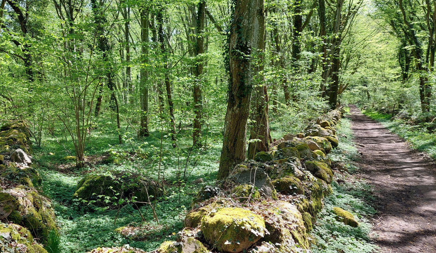 Stiby backe. Avenbokskog i nyckelbiop, Fägata/ gammal väg. Foto Ingegerd Nordahl /Länsstyrelsen.