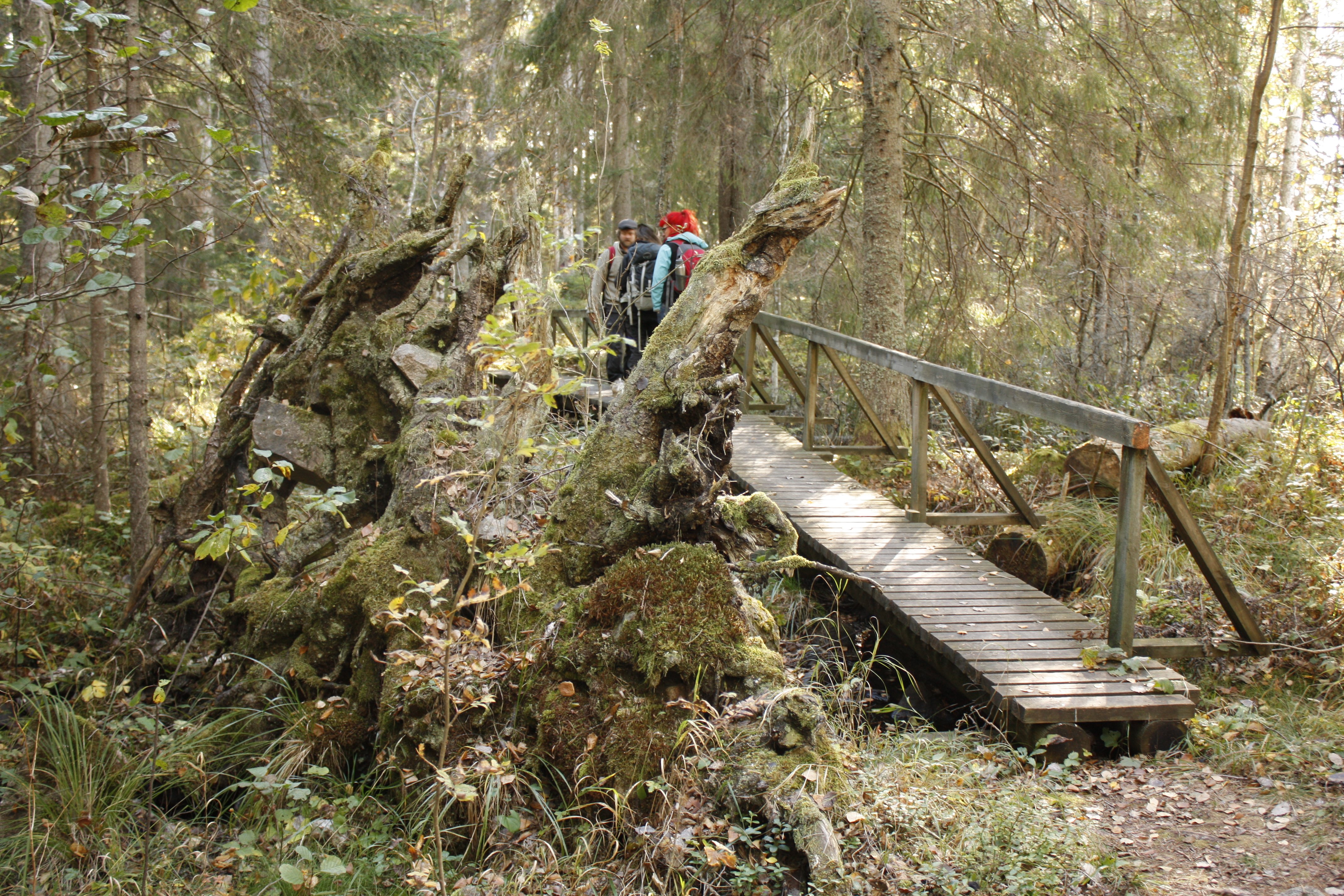 En grupp människor står på en smal träbro med handräcke på ena sidan. Runtomkring är det tät skog.