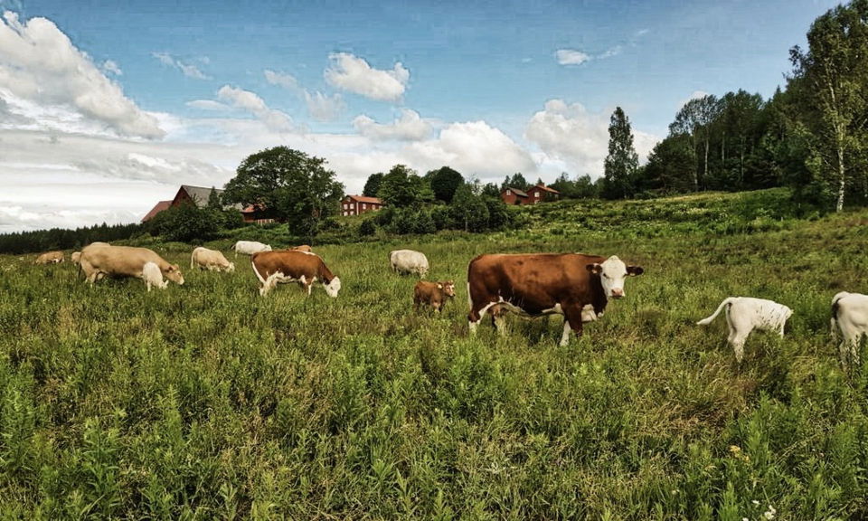 Kossor betar i en grön hage.