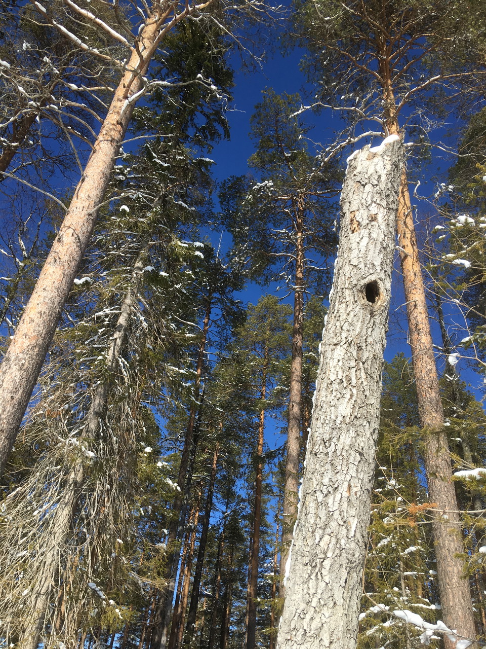 Bohål i högstubbe.
