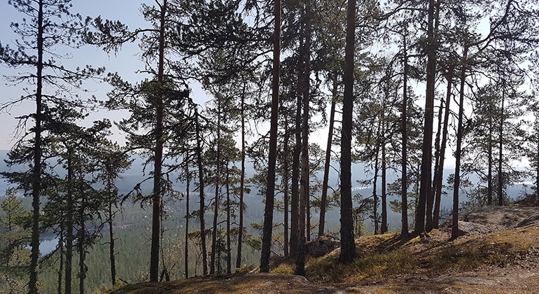 Barrträd i förgrunden och vy över en djup dal. Foto.