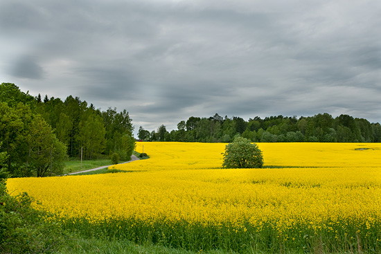 Rapsfält längs vägen förbi Bredsjö.