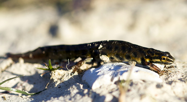 Mindre vattensalamander.