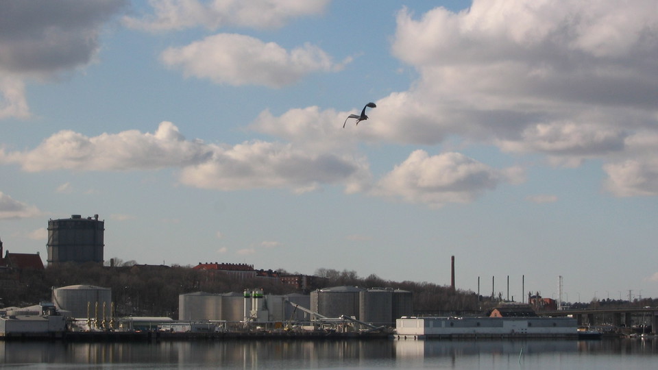Häger över Lilla Värtan. Foto Lidingö stad