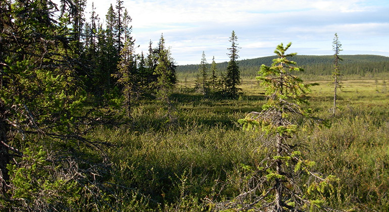 Myrområde i naturreservatet Kaitum FUR.