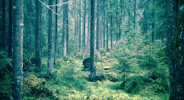 Kroksjöskogen, Naturreservat